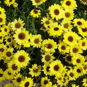 Argyranthemum Grandaisy 'Bright Yellow' 2 Litre